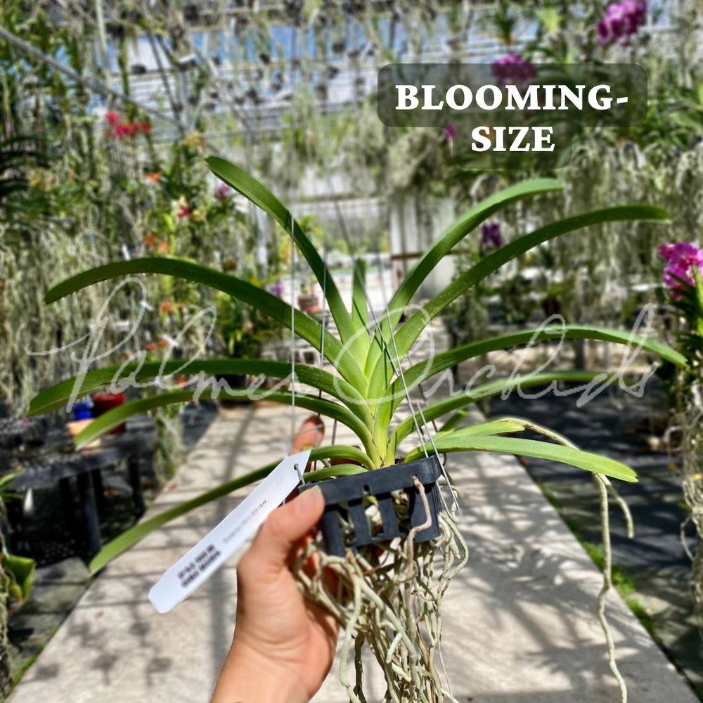 Vanda Harkana Tkatchenko — Palmer Orchids